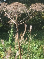 Heracleum mantegazzianum