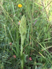 Dichromanthus michuacanus