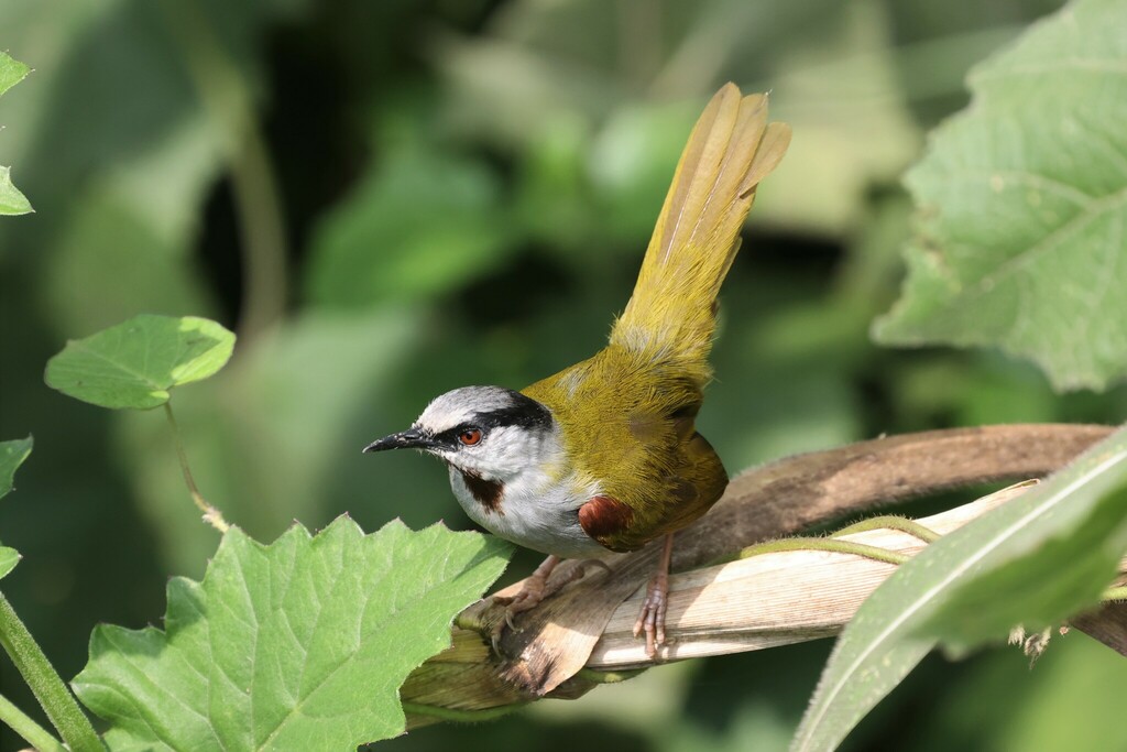 Gray-capped Warbler photo