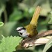 Gray-capped Warbler - Photo (c) Tommy Andriollo, some rights reserved (CC BY), uploaded by Tommy Andriollo