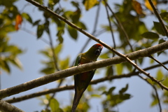 Aratinga auricapillus