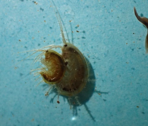 Ramellogammarus