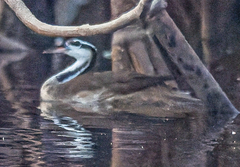 Heliornis fulica image