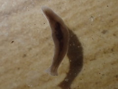 Planariidae