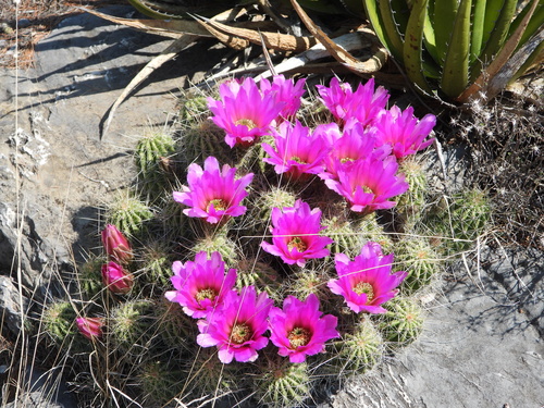 Echinocereus zapalinamensis