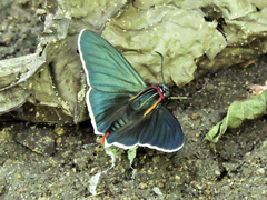 Elbella scylla