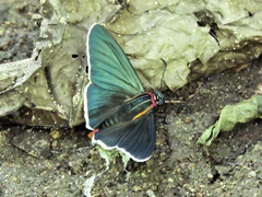 Elbella scylla