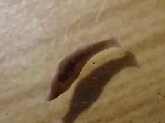 Planariidae