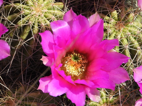 Echinocereus zapalinamensis