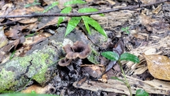 Craterellus fallax image