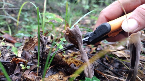 Craterellus fallax image