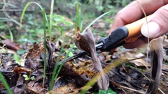 Craterellus fallax image