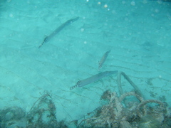Aulostomus strigosus