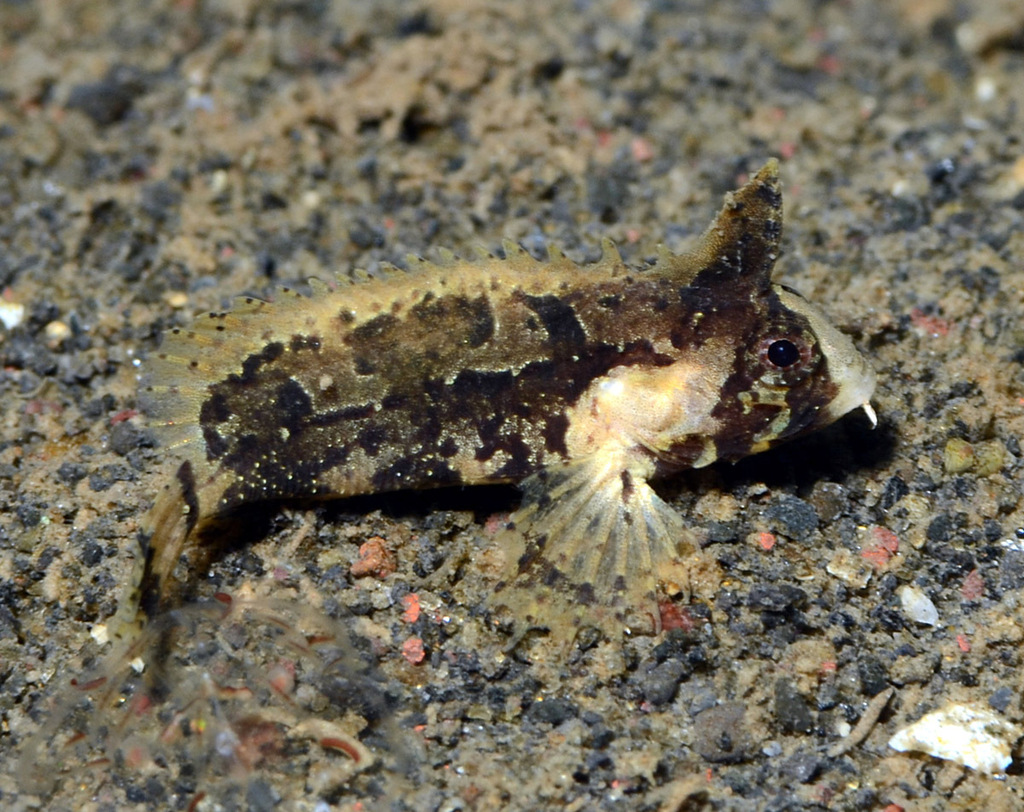 Dwarf Velvetfish