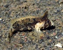 Dwarf Velvetfish photo 1