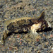 Wasp-spine Velvetfish - Photo (c) uwkwaj, some rights reserved (CC BY-NC), uploaded by uwkwaj