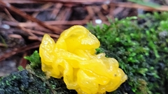 Tremella mesenterica image