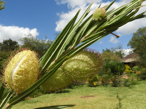 Gomphocarpus semilunatus