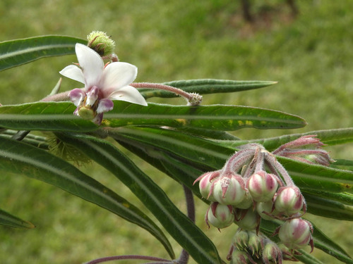 Gomphocarpus semilunatus