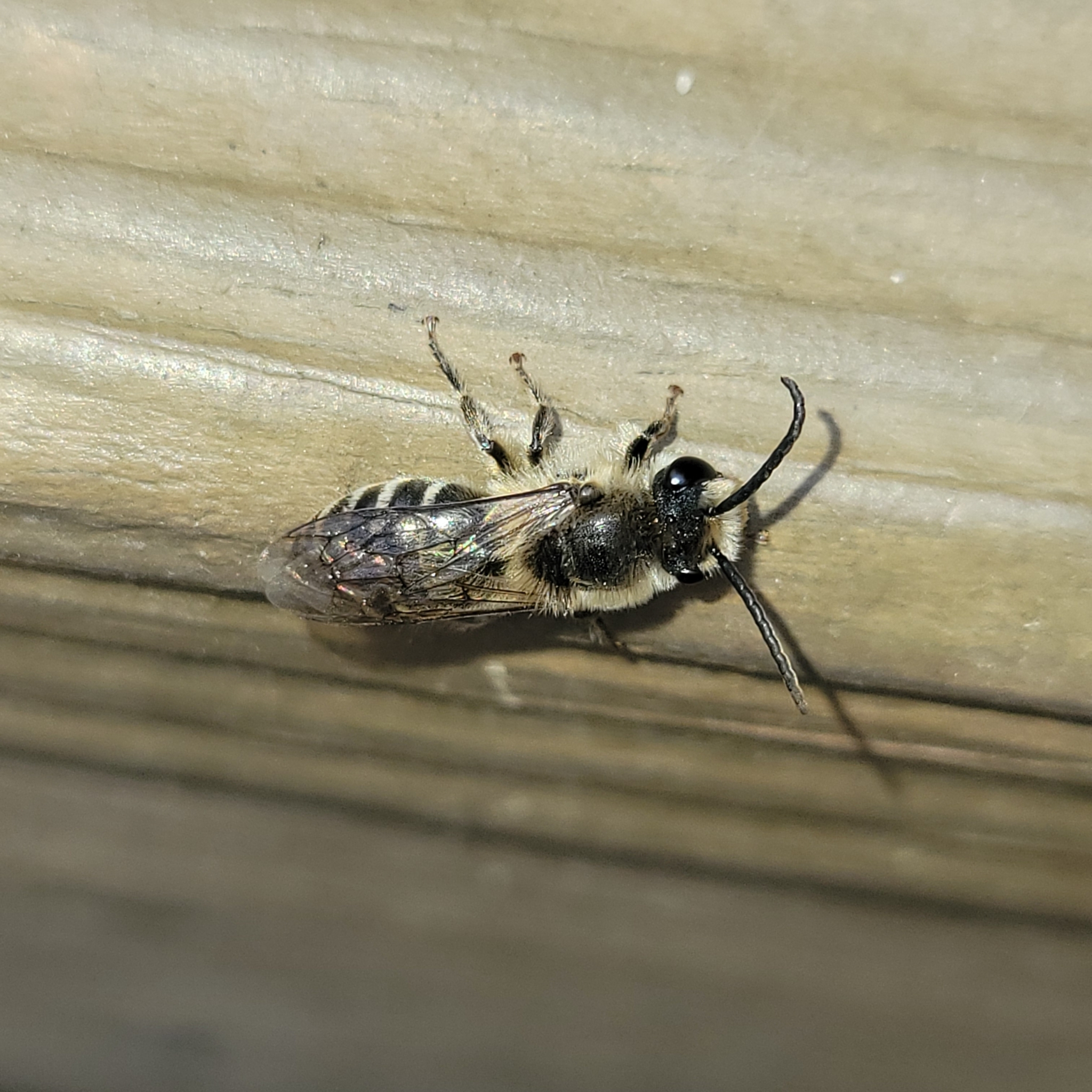 Haplotrinchus Inaequalis Colletes inaequalis Say, 1837