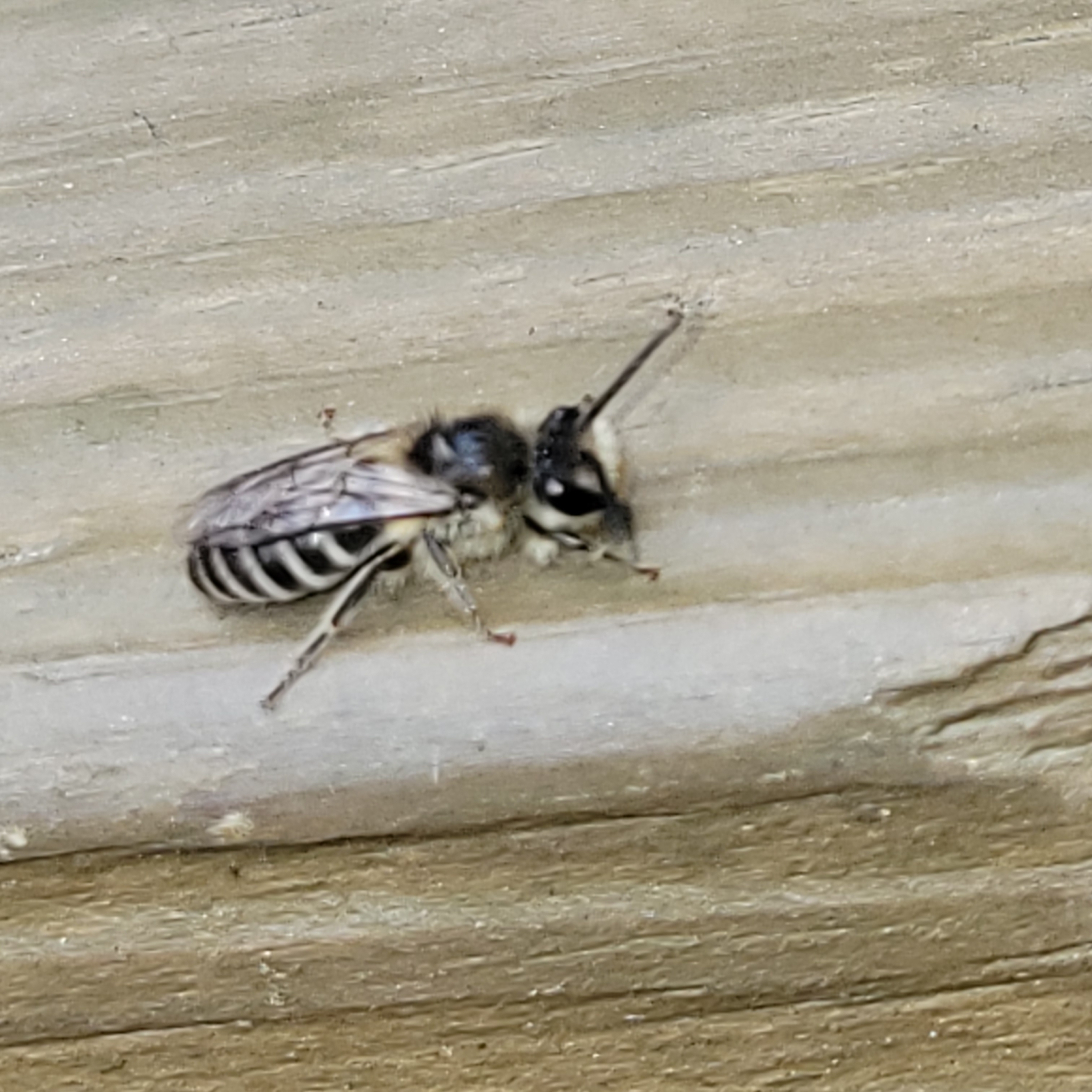Haplotrinchus Inaequalis Colletes inaequalis Say, 1837