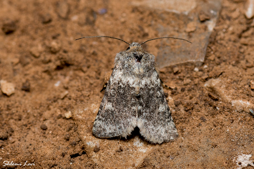 Brachygalea kalchbergi