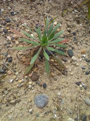 Plantago patagonica