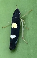 Pachitea subflava
