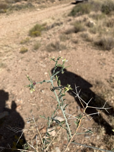 Image of Rhinotropis acanthoclada by no rights reserved