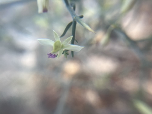 Image of Rhinotropis acanthoclada by no rights reserved