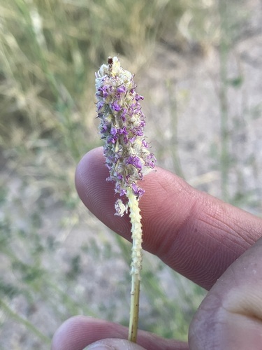 Image of Dalea searlsiae by no rights reserved