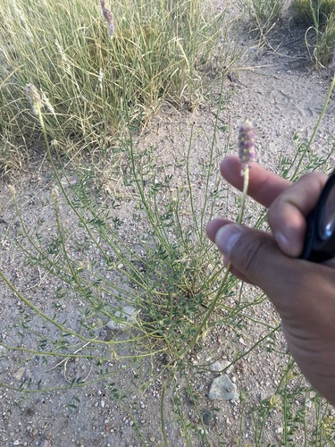 Image of Dalea searlsiae by no rights reserved