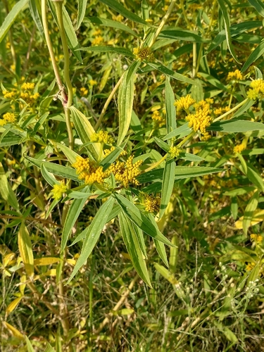 Flaveria bidentis iNat (3)