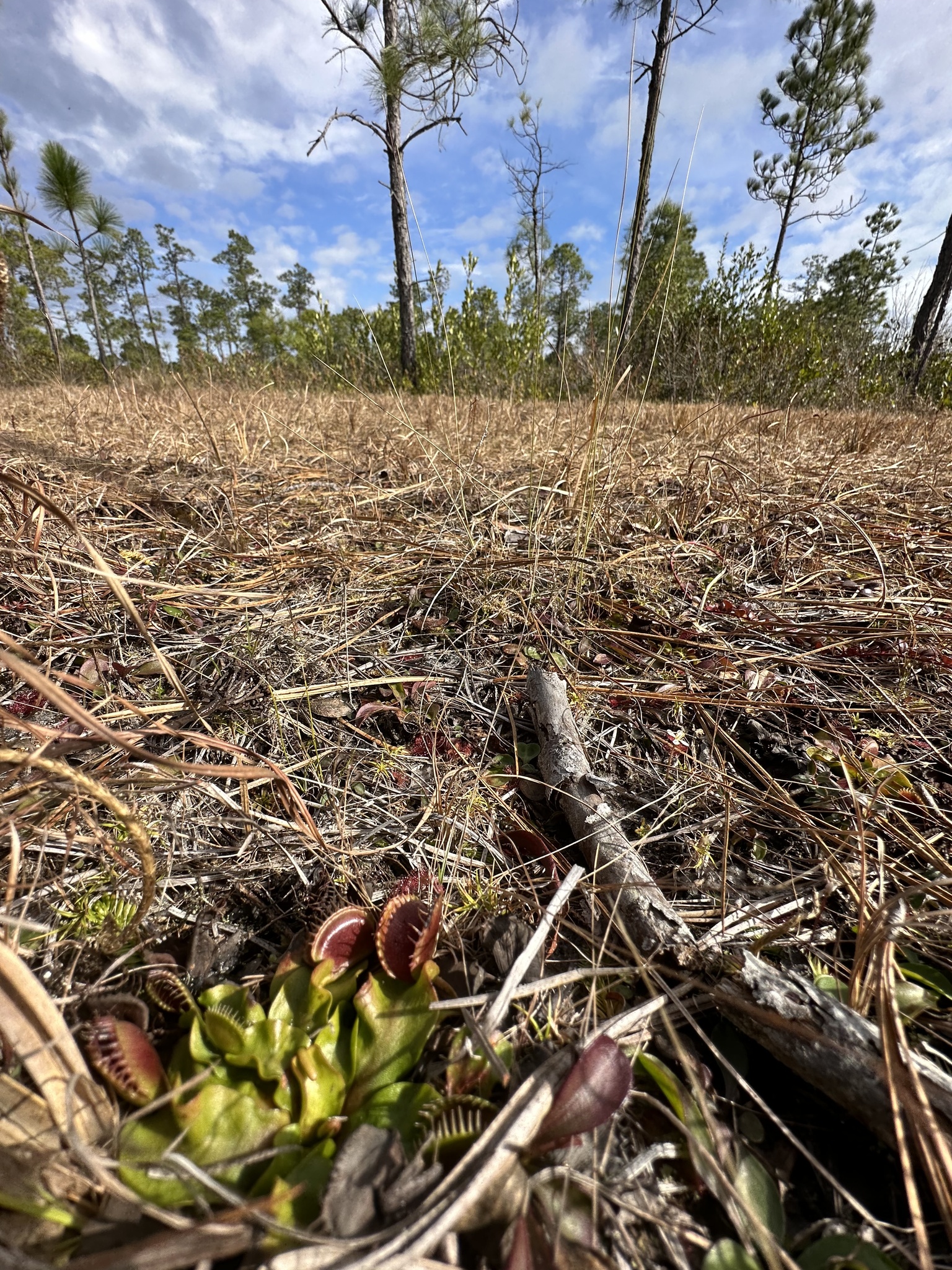 Dionaea muscipula Ellis