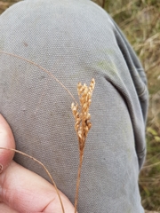 Juncus greenei
