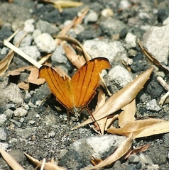 Marpesia petreus image