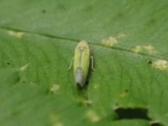 Eupteryx filicum