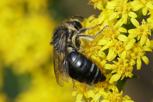 Spine-shouldered Cellophane Bee photo 3