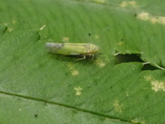 Eupteryx filicum