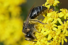 Colletes simulans armatus