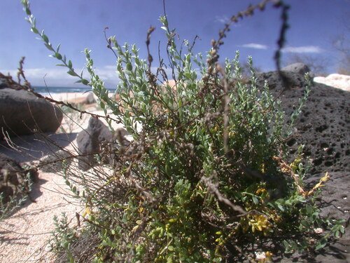 Cressa truxillensis observed 2007-03-21