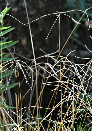 Image of Chloris ventricosa by (c) Татьяна Максимова, some rights reserved (CC BY)