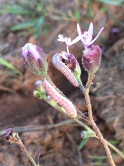 Schinia regina