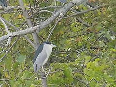 Nycticorax nycticorax