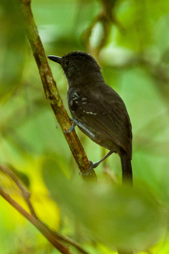 Dusky Antbird