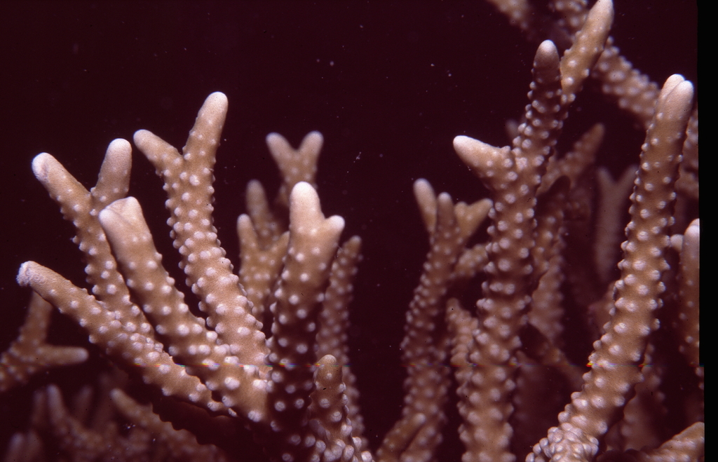 Anacropora forbesi