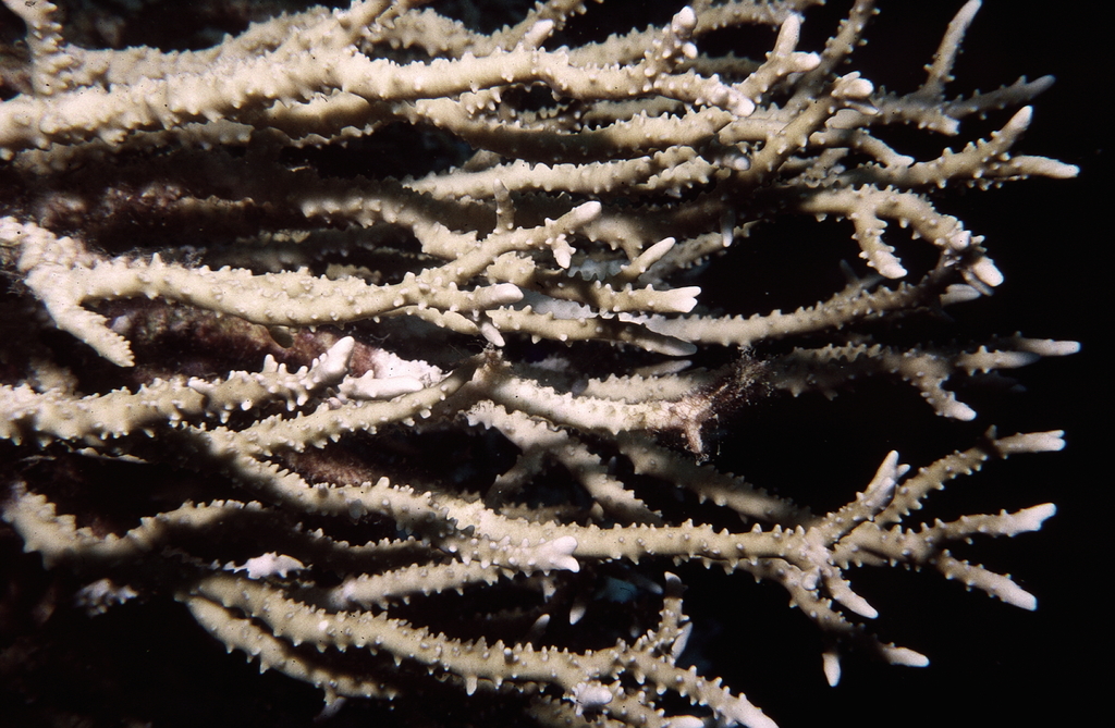 Anacropora puertogalerae