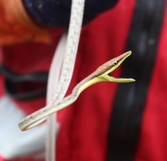 Oxybelis potosiensis