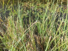 Carex rostrata