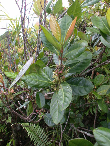 Crossostylis biflora observed 2004-11-23